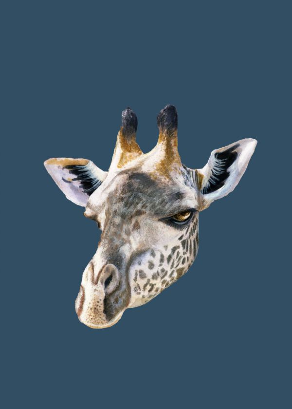 Rothschild Zürafası