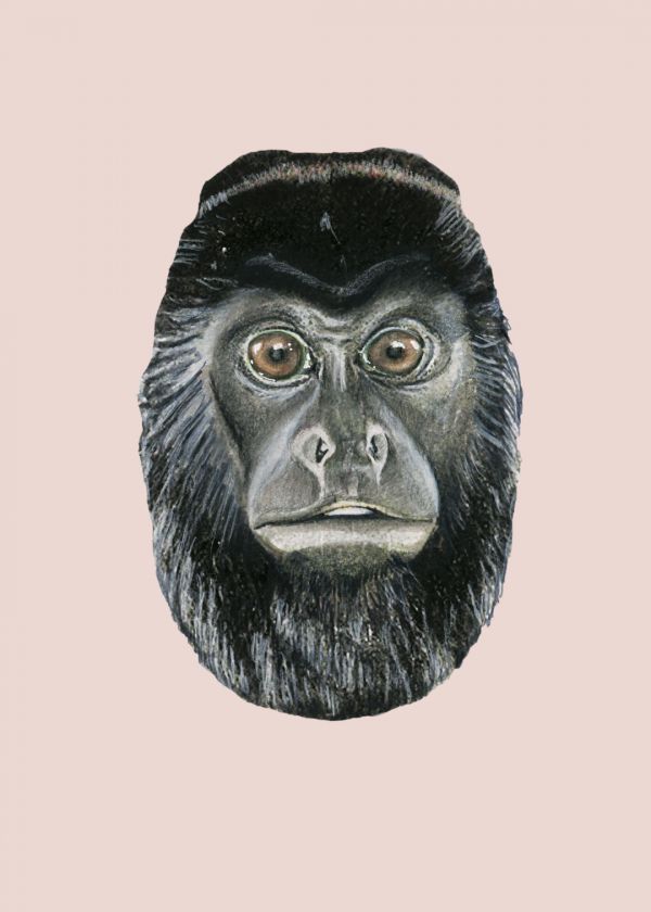Mantolu Uluyan Maymun