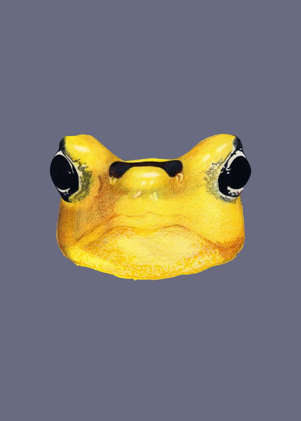 Panama Altın Kurbağası