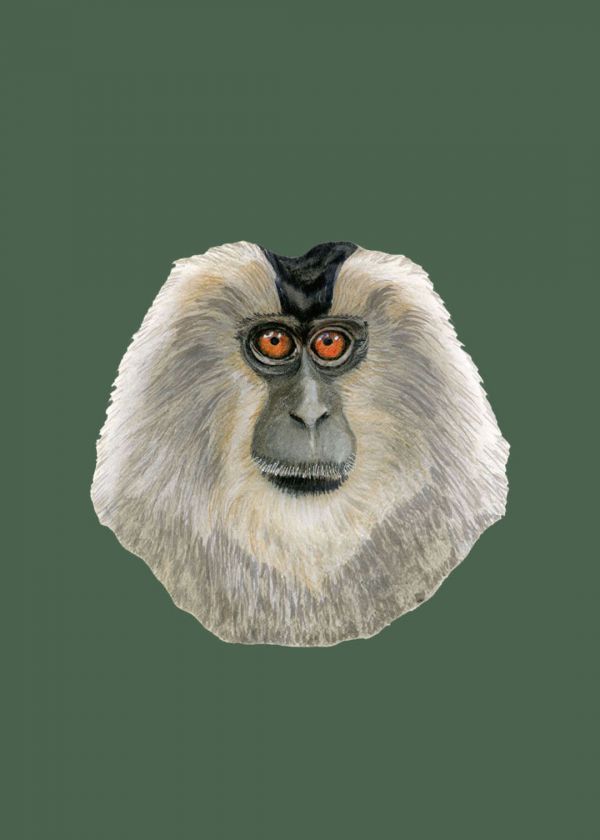 Aslankuyruklu Şebek