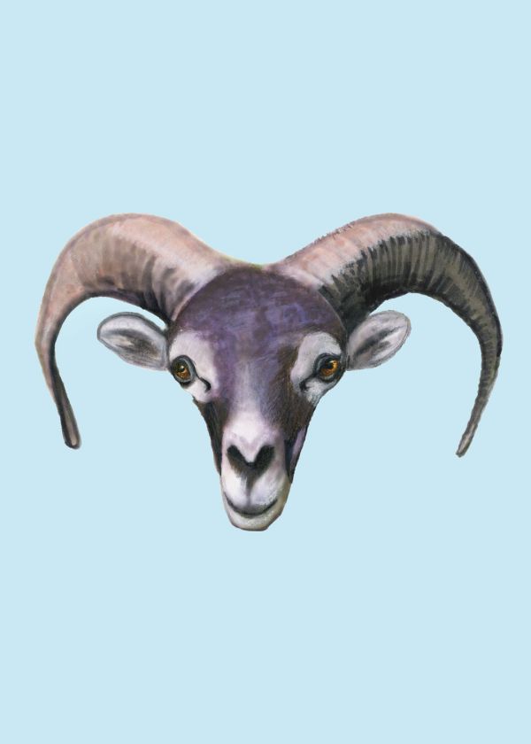 Kıbrıs Yaban Keçisi