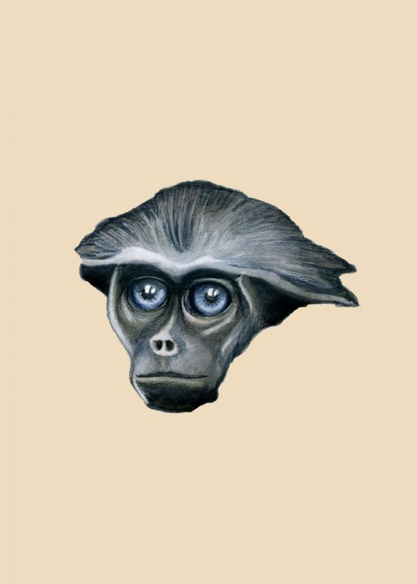 Domuz Kuyruklu Langur