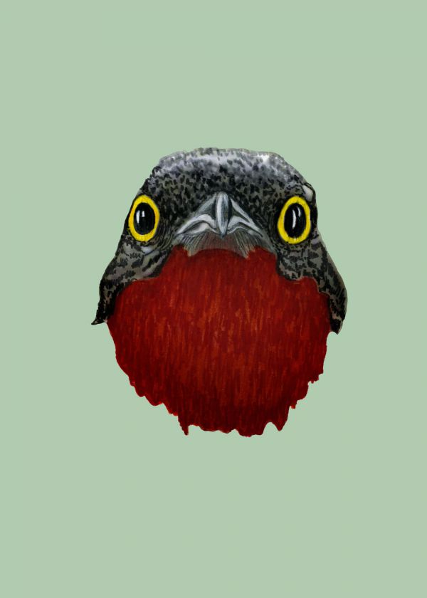 Yakut Gerdanlı Tangara Kuşu