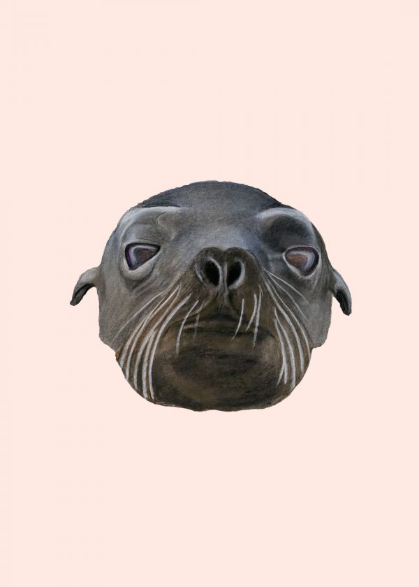 Galápagos Denizaslanı