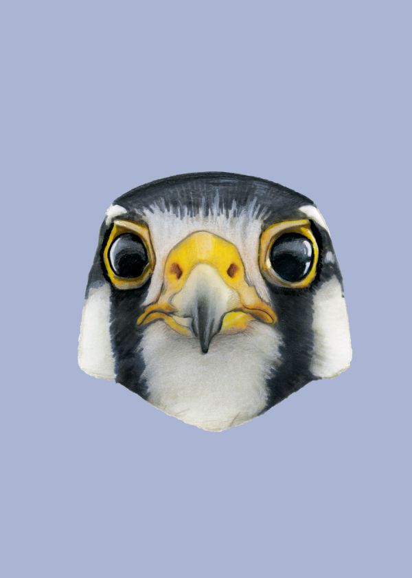 Kuzey Aplomado Şahini