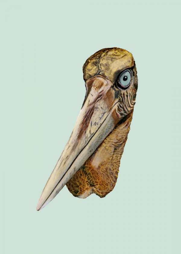 Sarı Yüzlü Marabu Kuşu