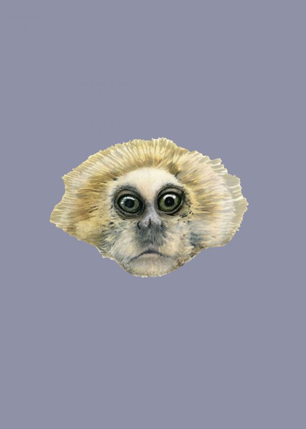 Sarı Kafalı Püsküllü Maymun