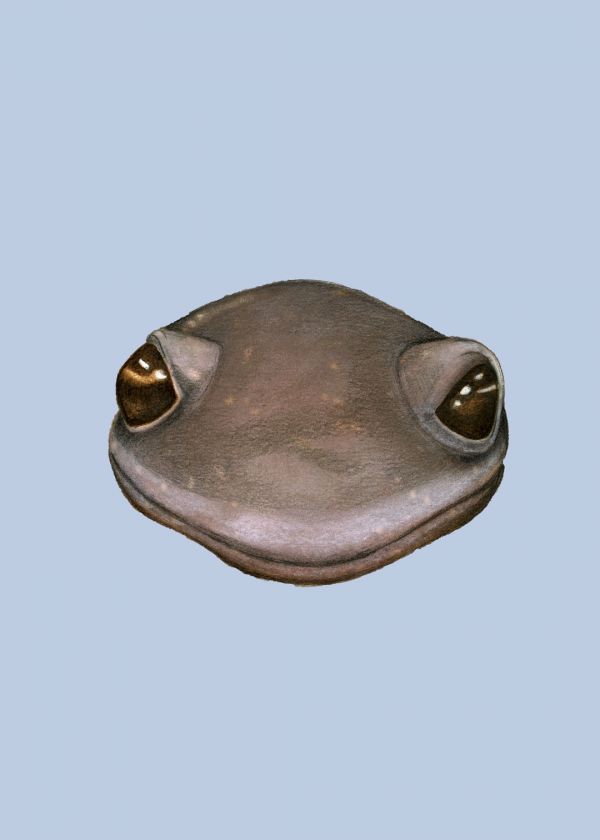 Santa Cruz Uzun Parmaklı Semenderi