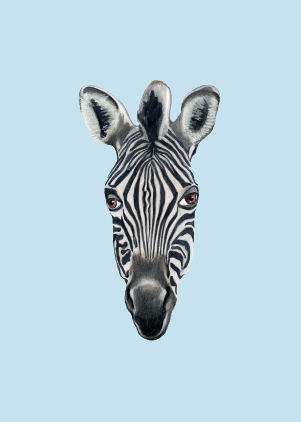 Grevy Zebrası