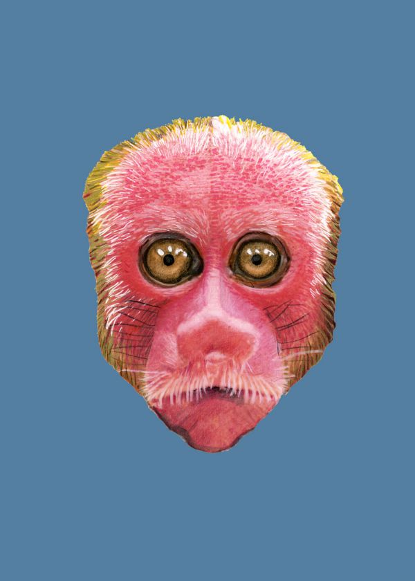 Uakari