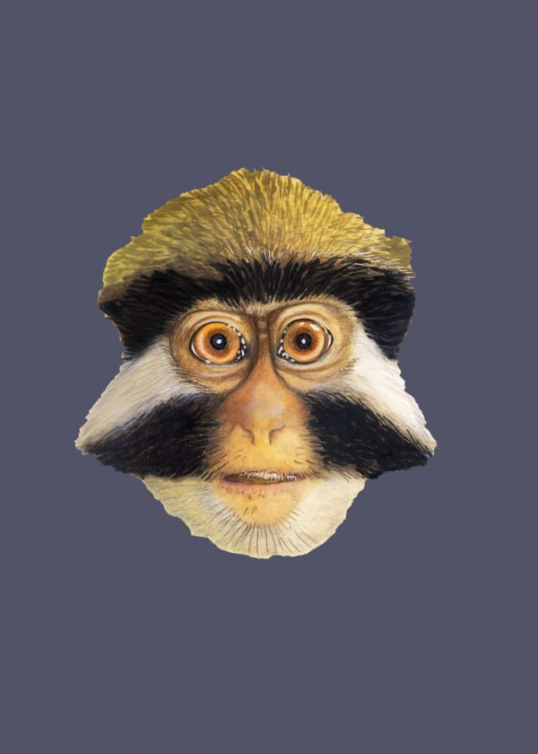 Kırmızı Kulaklı Maymun