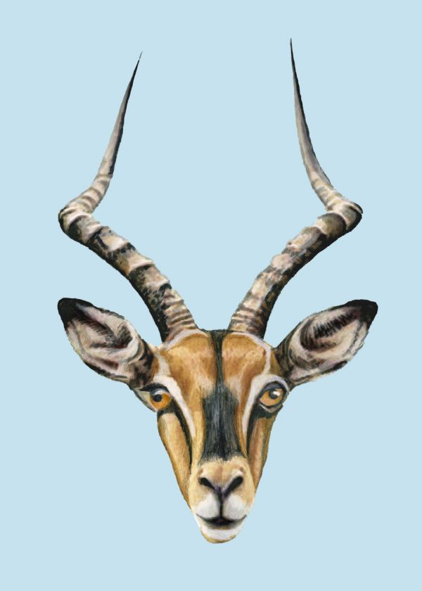 Siyah Yüzlü İmpala