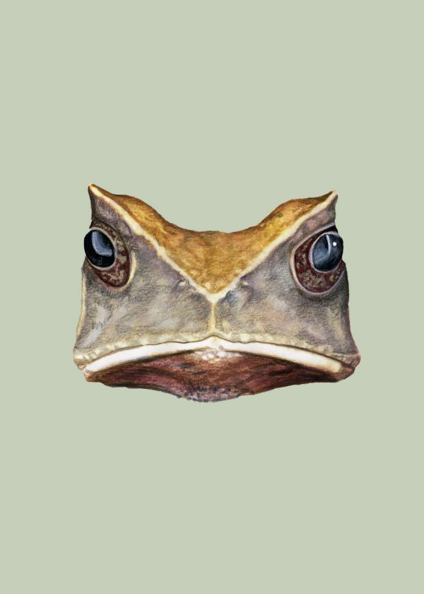 Afrika Dev Kurbağası