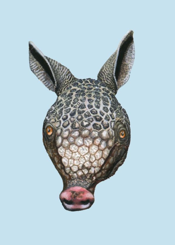Armadillo