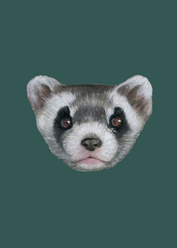 Kara Ayaklı Gelincik