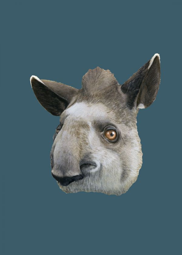 Güney Amerika Tapiri