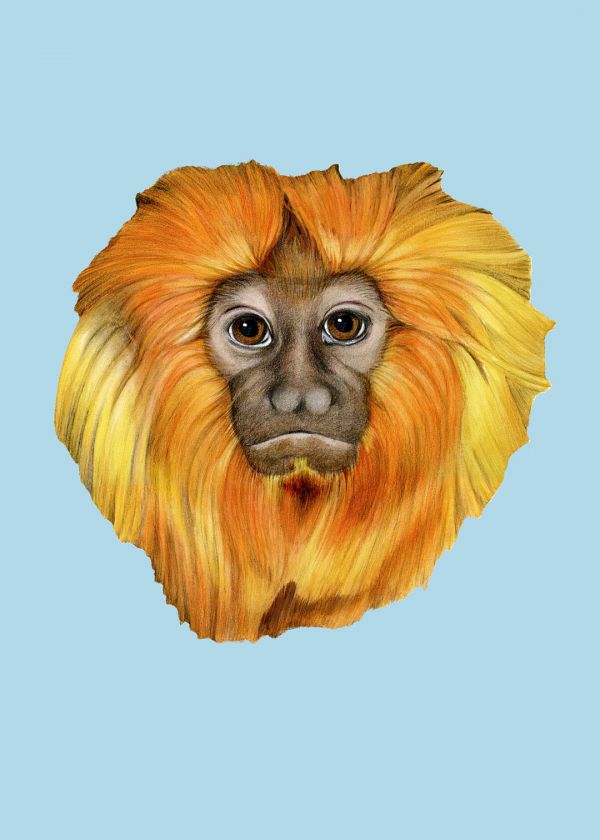 Altın Aslan Maymunu