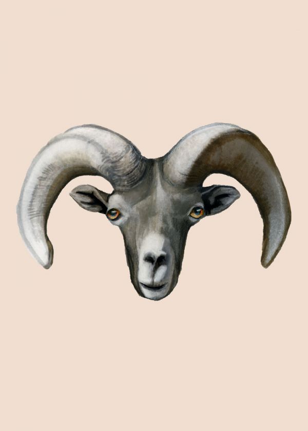 Amerika Çöl Koyunu