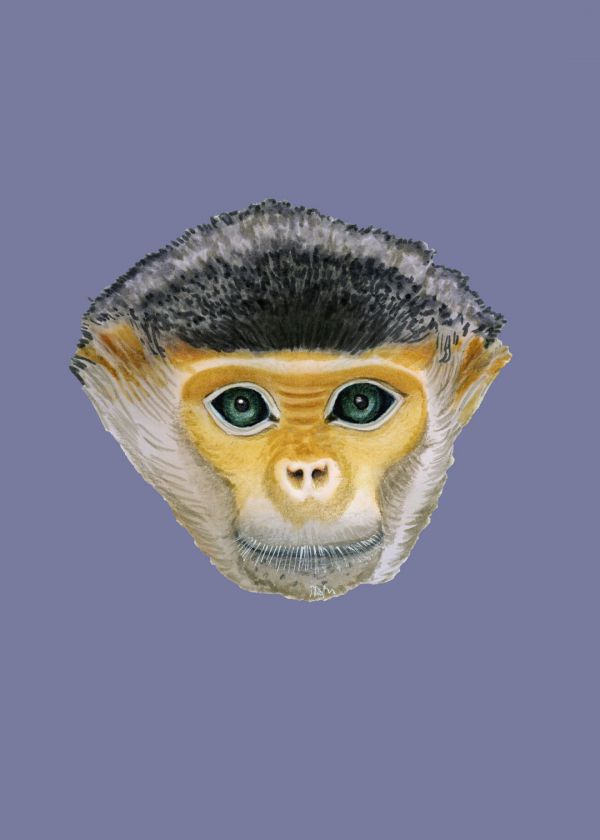 Kızıl Langur