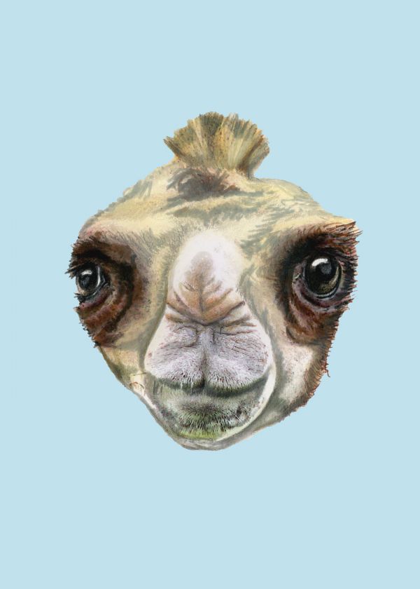 Yabani Çift Hörgüçlü Deve