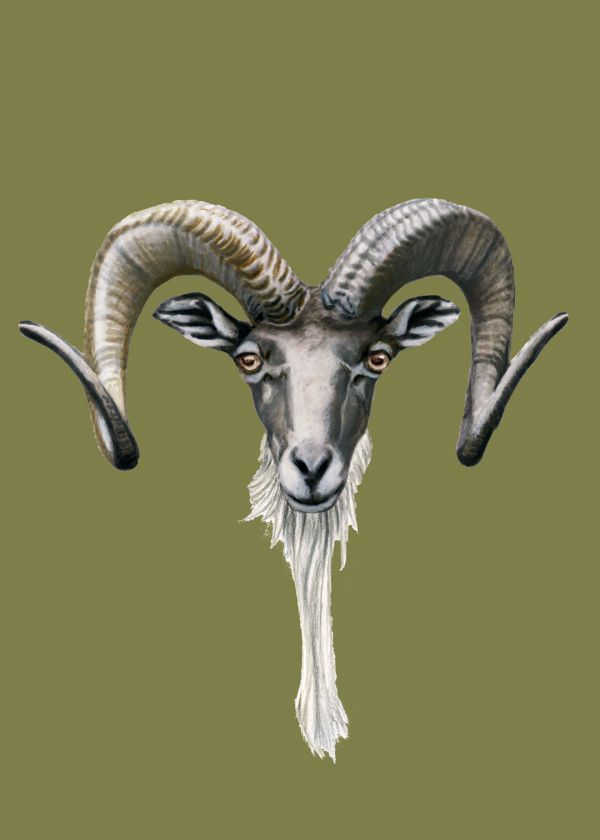 Urial