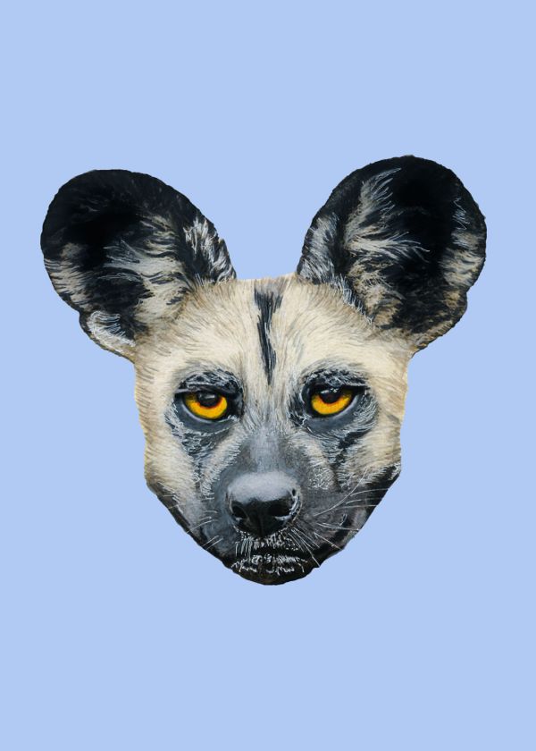 Afrika Yaban Köpeği