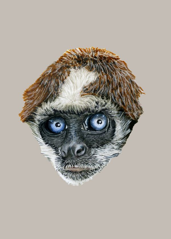 Kahverengi Örümcek Maymunu