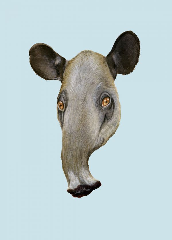 Baird Tapiri